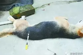 没错，他们竟然用“三步倒”“毒镖”杀犬并贩卖！图片