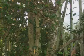 鸡公山古茶树：信阳茶历史产物图片
