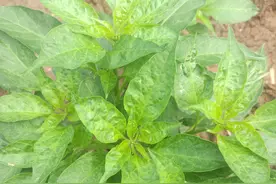 大雨过后，辣椒突然叶片发黄，这不是病害！真相原来是缺素图片