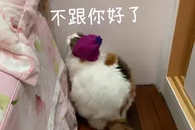 猫咪讨厌的4种“骚扰”行为，猫奴都会被咬！陌生人别乱做图片