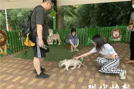 50元就能摸白虎幼崽，长兴太湖龙之梦动物世界被责令整改图片