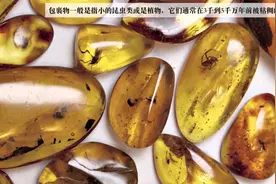 交配后变琥珀，被封存1亿年，科学家在其体内发现了巨型精子图片