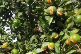 数千亩蜜桔高达50%的裂果率，果农唉声叹气: 今年又是白干了图片
