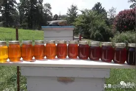 为什么不同的蜂蜜颜色各异 ？图片