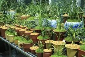 高阶养兰：自制椰汁催芽液为兰花催芽，拿捏“细节”才是关键图片