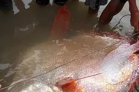 6.6级地震后菲律宾渔民海面上捞到罕见深海巨鱼，有人恐为噩兆图片
