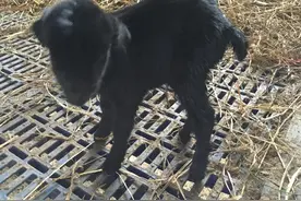 羊圈内，有一种羊的圈舍设施有所不同，冬季还不能少图片