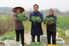 湖南祁东：“新农人”种植西兰花年收入达100万元图片