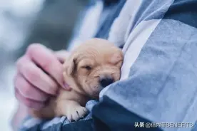 猫狗疫苗接种都有哪些？接种流程及时间大盘点图片