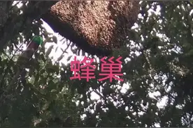 深山老林野生蜂蜜图片
