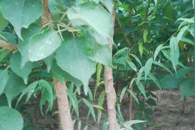 大棚杏树优质种植技术 大棚杏树一体化栽培技术视频封面