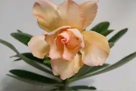 第一次养沙漠玫瑰，直接用营养来给沙漠玫瑰上盆可以吗？图片