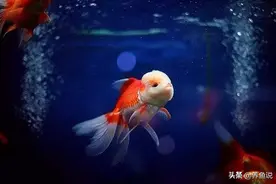 揭秘鱼类的记忆，7秒是文学说法，观赏鱼可是会认得自己的主人图片