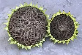 如果孩子问：向日葵花朵为什么跟着太阳转？你会如何回答？图片