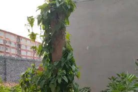 女儿中考失利了，不哭不闹不说话，我该怎么疏导孩子的心理？图片