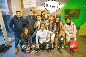 一条狗的使命，雪山救援大神，圣伯纳犬图片
