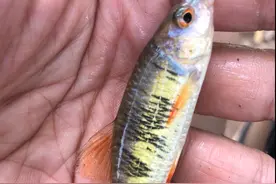 盘点几种好吃又好钓的水中精灵，你大概率钓过图片