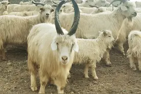 脱贫攻坚 | 别看我只是一只羊，但你想不到我的肉有多香图片
