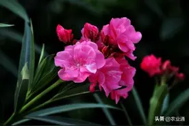 每日一花（夹竹桃）图片