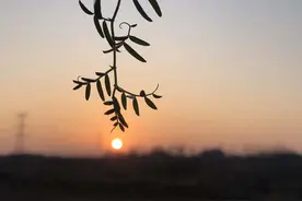 #随手拍静物#，待在农村老家，拍拍照，悠闲的很图片