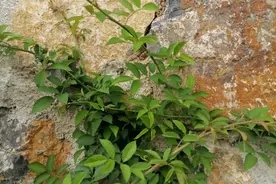 诗歌欣赏：坚强的小草图片