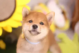 柴犬好养吗？养柴犬都需要注意哪些问题？全是干货图片