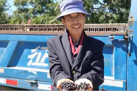 几千亩没人要的“小黑果”，这家葡萄酒厂全包了图片