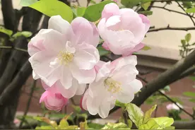 人生六戒，谨言慎行，敬读之，慎思之，笃行之图片