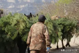 山村3位大叔带领7匹骡子“跑马帮”，月入3万，没人愿意干图片