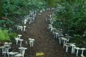 盘点森林里那些奇幻蘑菇，80后见过，90后听过，00后：这是个啥？图片