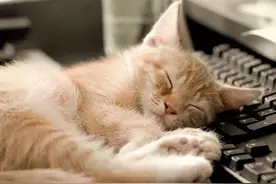 藏在猫咪睡着后的秘密，你知道多少？图片