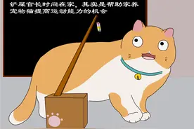 铲屎官宅在家，如何让猫充分运动，3种方式适合胖猫图片