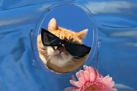 爱照镜子的猫咪图片