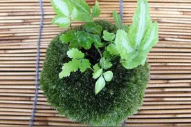捡来的材料，制作价值上百的苔藓球盆景，普通绿植身价倍涨图片