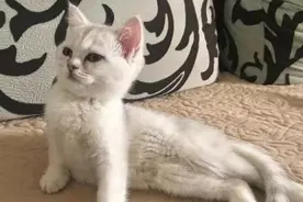 最正经的猫咪，干最性感的事图片