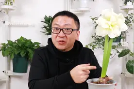 种球界巨无霸开花，花球比我手掌还大视频封面