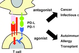 3分钟看明白PD1，PDL1免疫治疗，不能再通俗易懂了视频封面