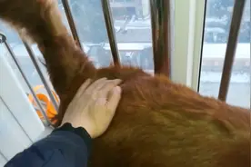 想去遛圈儿的金毛坐不住，尾巴竖得像旗杆视频封面