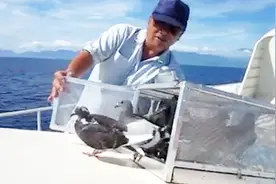 实拍赛鸽海上训放，台鸽就是命苦，要飞大海啊视频封面