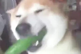 买了我的瓜，忘了那个他视频封面