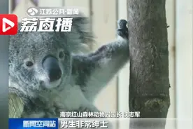 南京红山动物园考拉"梧桐""茉莉"正式开门迎客视频封面