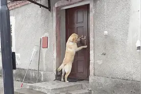 网友家养了一条神奇的拉布拉多犬，智商堪比七岁小孩视频封面