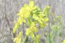 鄠邑：花林点缀连绵山路 百亩梅花报春来视频封面