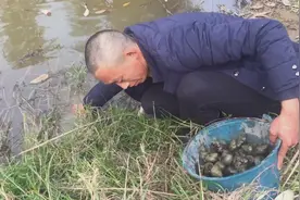 小伙池塘边搞野味，一会功夫就收获大半桶视频封面
