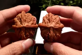 文玩核桃中的贵族：四棱白狮子，打对完美皮色一致，全品一刀未动视频封面