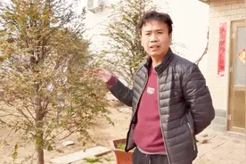 红豆杉干尖、掉叶子，现在做到这几步，一个月后瞬间变大树视频封面