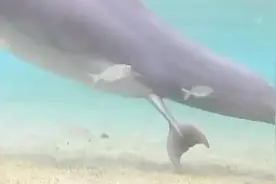 稀少物种粉色海豚产子过程视频封面
