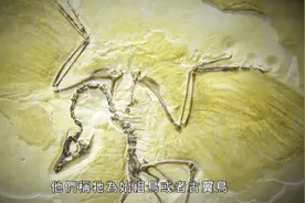 砖家根据这块化石，认为地球上所有的鸟类，全部都是恐龙的后裔视频封面