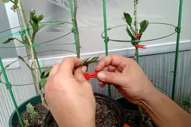 叶仙嫁接蟹爪兰，接上就活，特简单，可以长到几米高，开花像瀑布视频封面