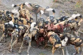 弱肉强食！野狗群短短几秒，直接把疣猪“撕成肉片”！视频封面